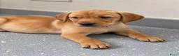 Labrador Retriever dogs for sale: Beautiful KC Labrador Pups Ready To Leave - Advert 33