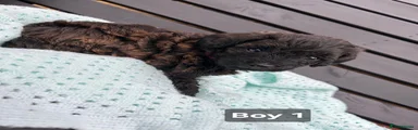 Curly Black & Brown Brindle Boy
