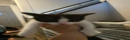Mixed Breed cats for sale: 4 female kittens  - Advert 4