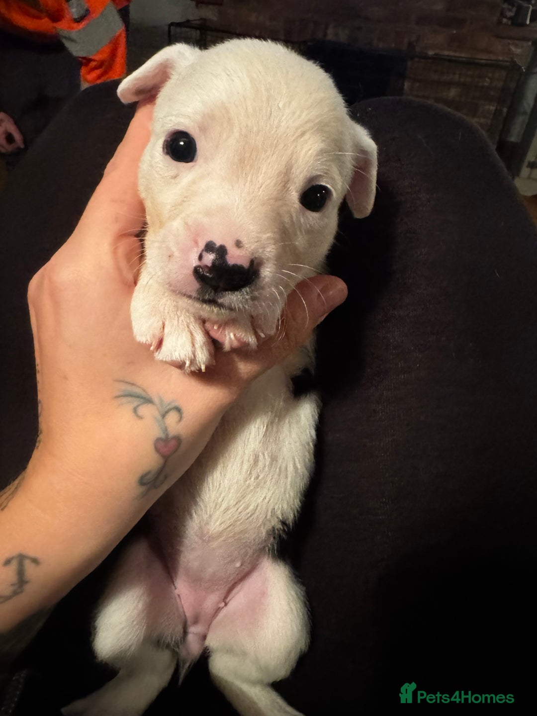 Mixed Breed dogs for sale: Pups for sale  - Advert 27