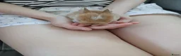 Mini Lop rabbits for sale: Bunnies  - Advert 5