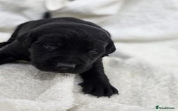 Labrador Retriever dogs for sale: 🐾 Adorable Black Labrador Puppies Ready Soon 🖤🐾 - Image 17