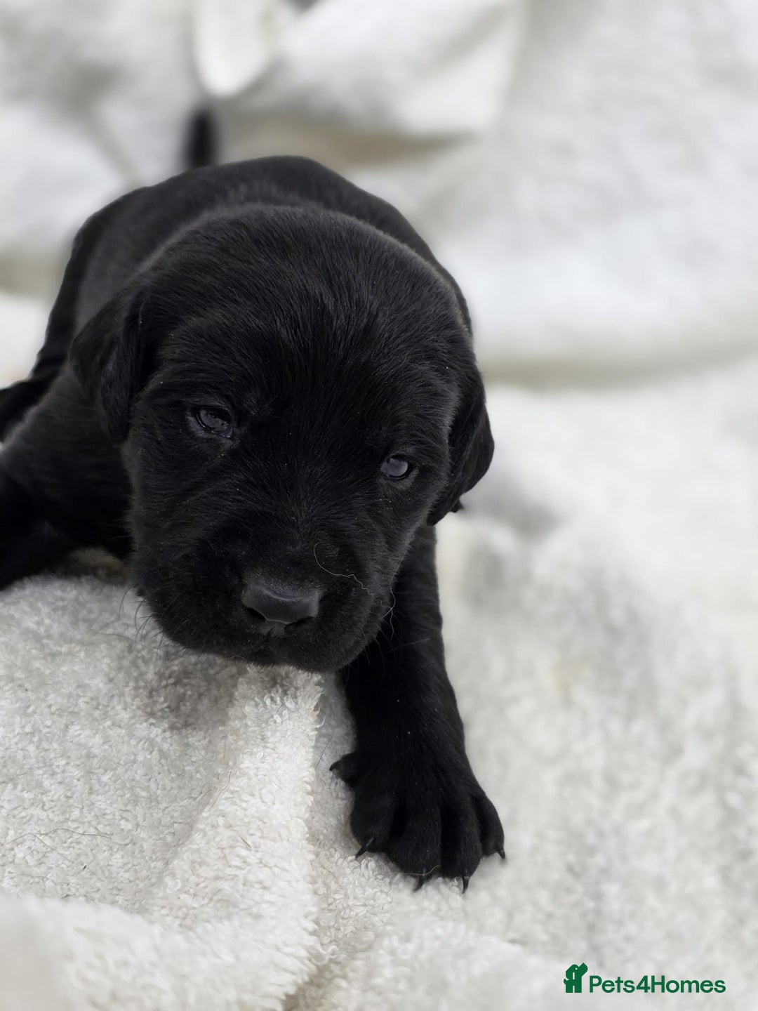 Labrador Retriever dogs for sale: 🐾 Adorable Black Labrador Puppies Ready Soon 🖤🐾 - Image 17