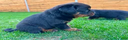 Rottweiler dogs for sale: KC Registered German Line Rottweiler Puppies 🐾🐾 - Advert 14