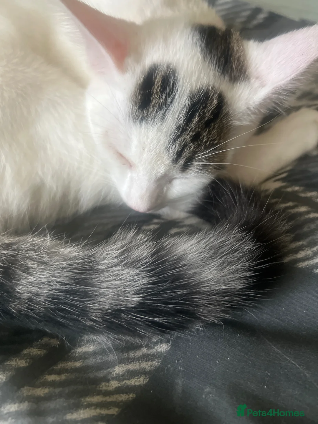 Mixed Breed cats for sale: Baby cat  in Manchester - Advert 1