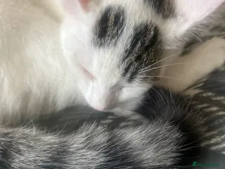 Mixed Breed cats Baby cat - Advert 10