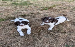English Springer Spaniel dogs for sale: Ready to go Male KC Registered ESS Puppies  - Image 9