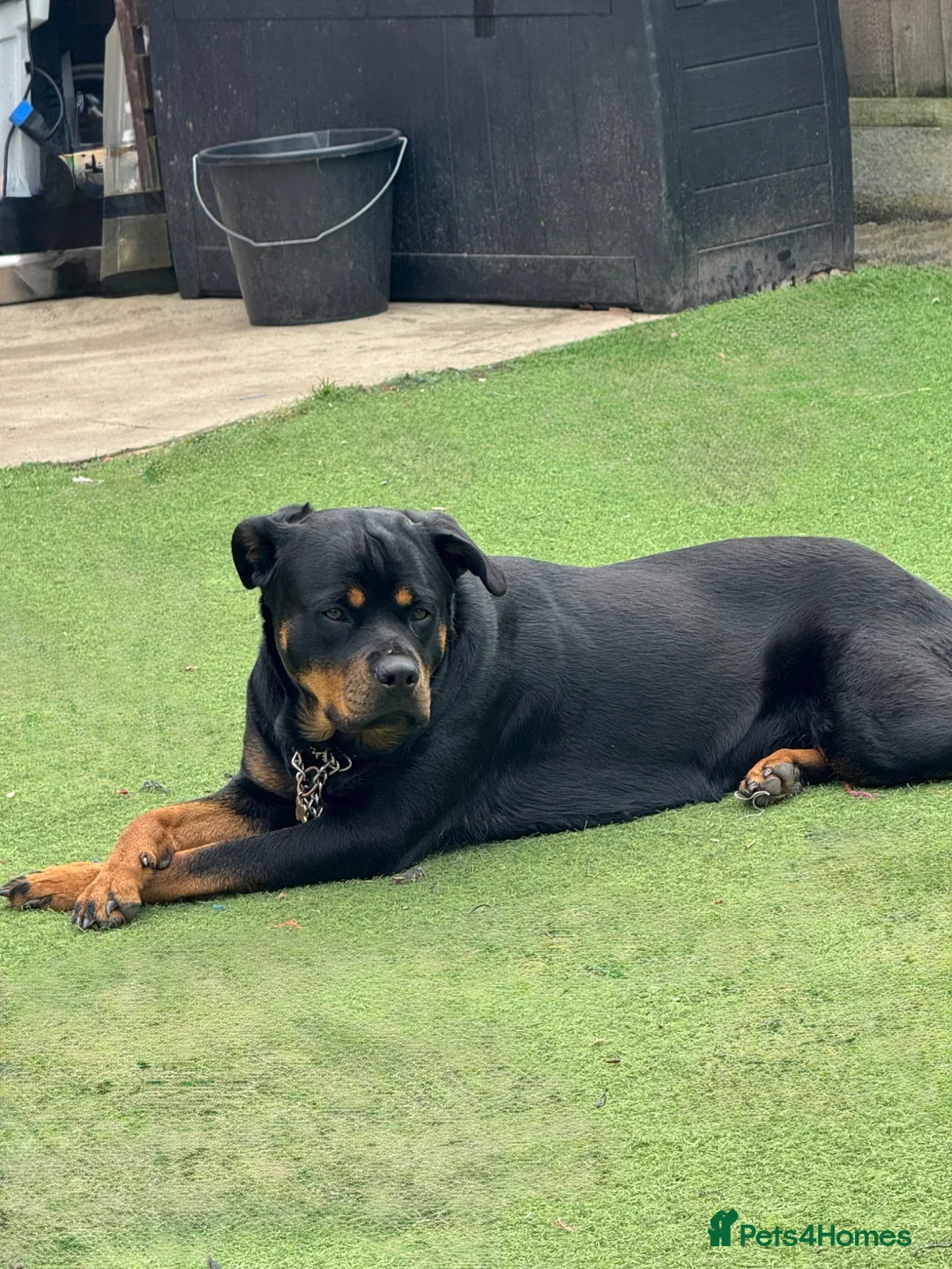 Rottweiler dogs for sale: Kc reg rotweiller pup waiting list now open  in Derby - Advert 1