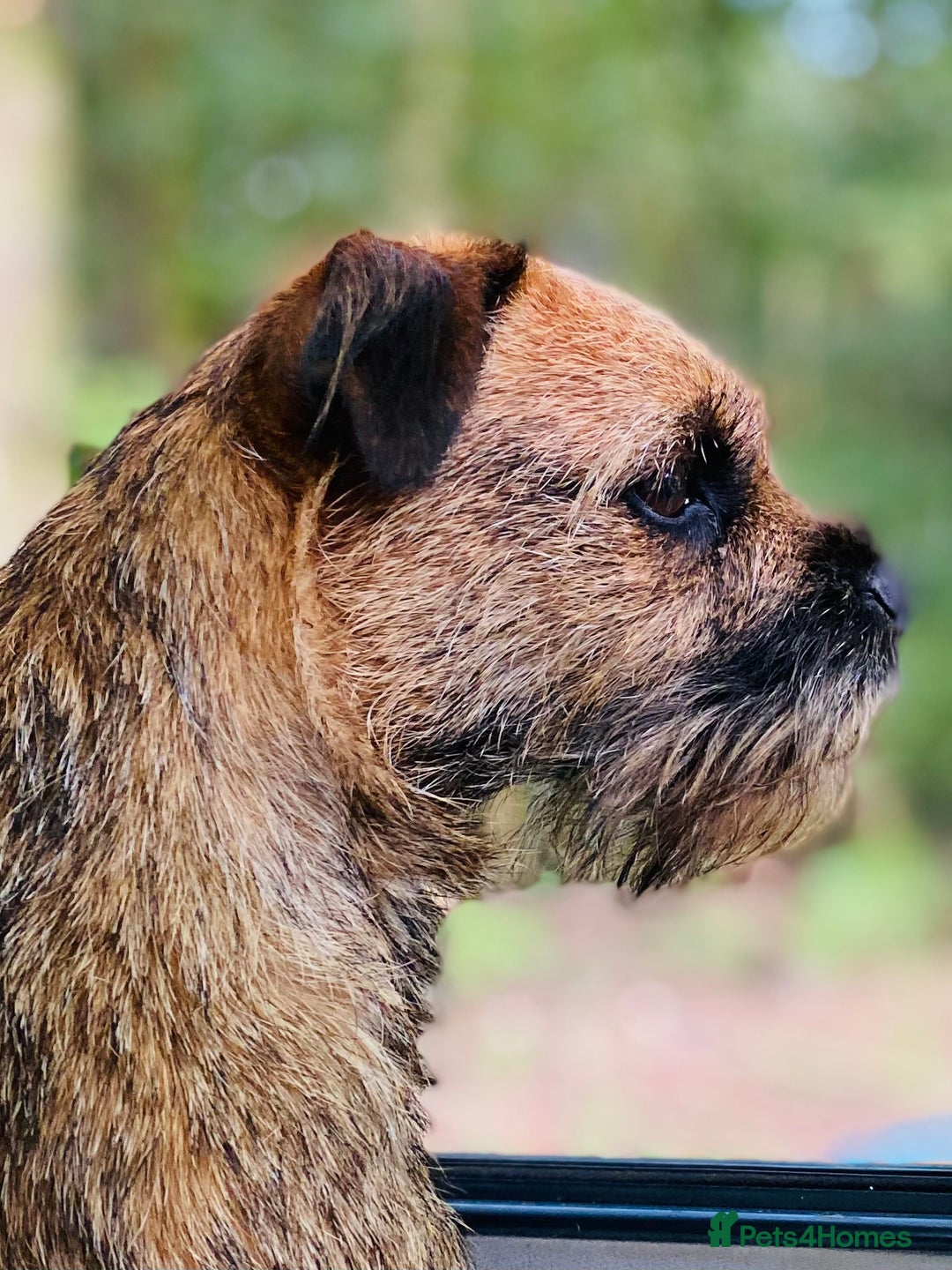 Border Terrier dogs for sale: Kc Reg Border Terrier Pup for sale - Image 2