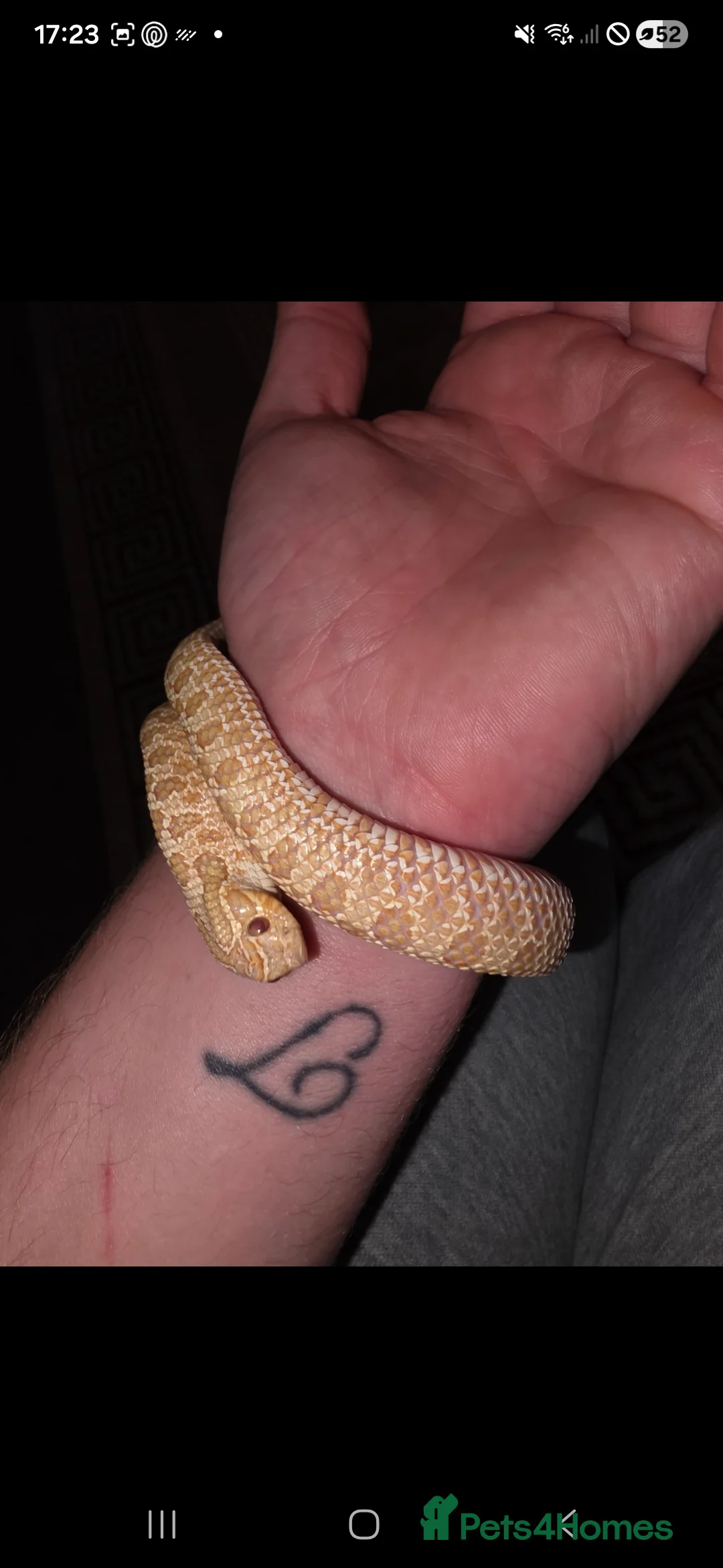Snake reptiles for sale: Albino Western Hognose - Setup Perfect Starter Kit - Advert 2
