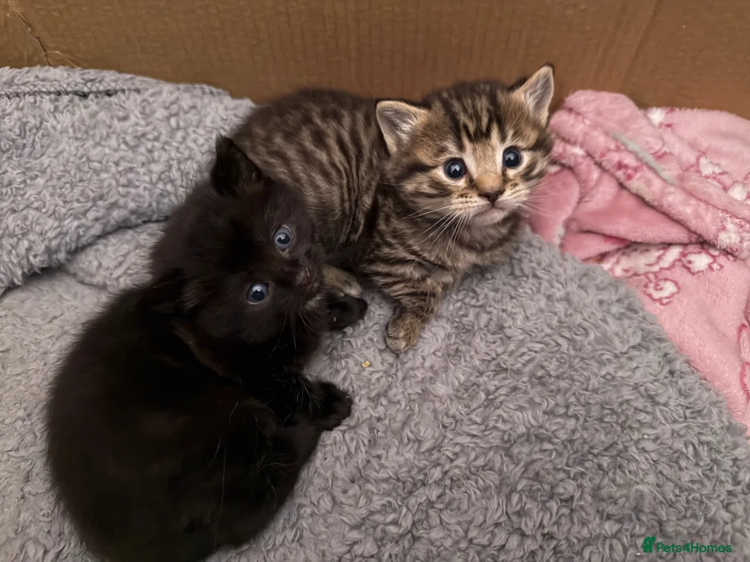 Norwegian Forest Cat cats for sale: 2 Stunning Females Looking For Homes👀🏡 in Eastleigh - Advert 2