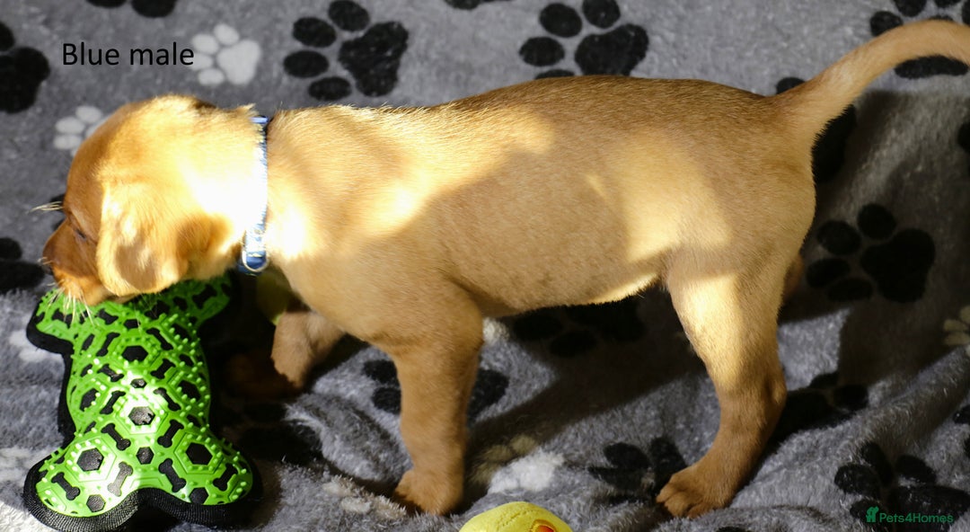 Labrador Retriever dogs for sale: Fox red labrador pups ready now - Image 6