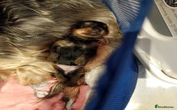 Yorkshire Terrier dogs for sale: Miniature Yorkshire terriers. Champion bloodline. - Image 1