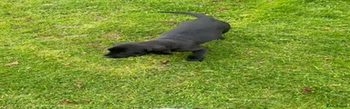 Labrador Retriever 1