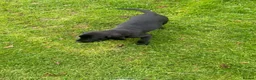 Labrador Retriever dogs for sale: Labrador pups  - Advert 5