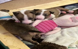 English Bull Terrier dogs for sale: English bull terriers  - Image 2