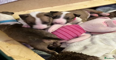 English Bull Terrier dogs - Advert 3