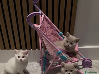 British Shorthair cats Stunning BSH babies ready 14th December - Advert 18