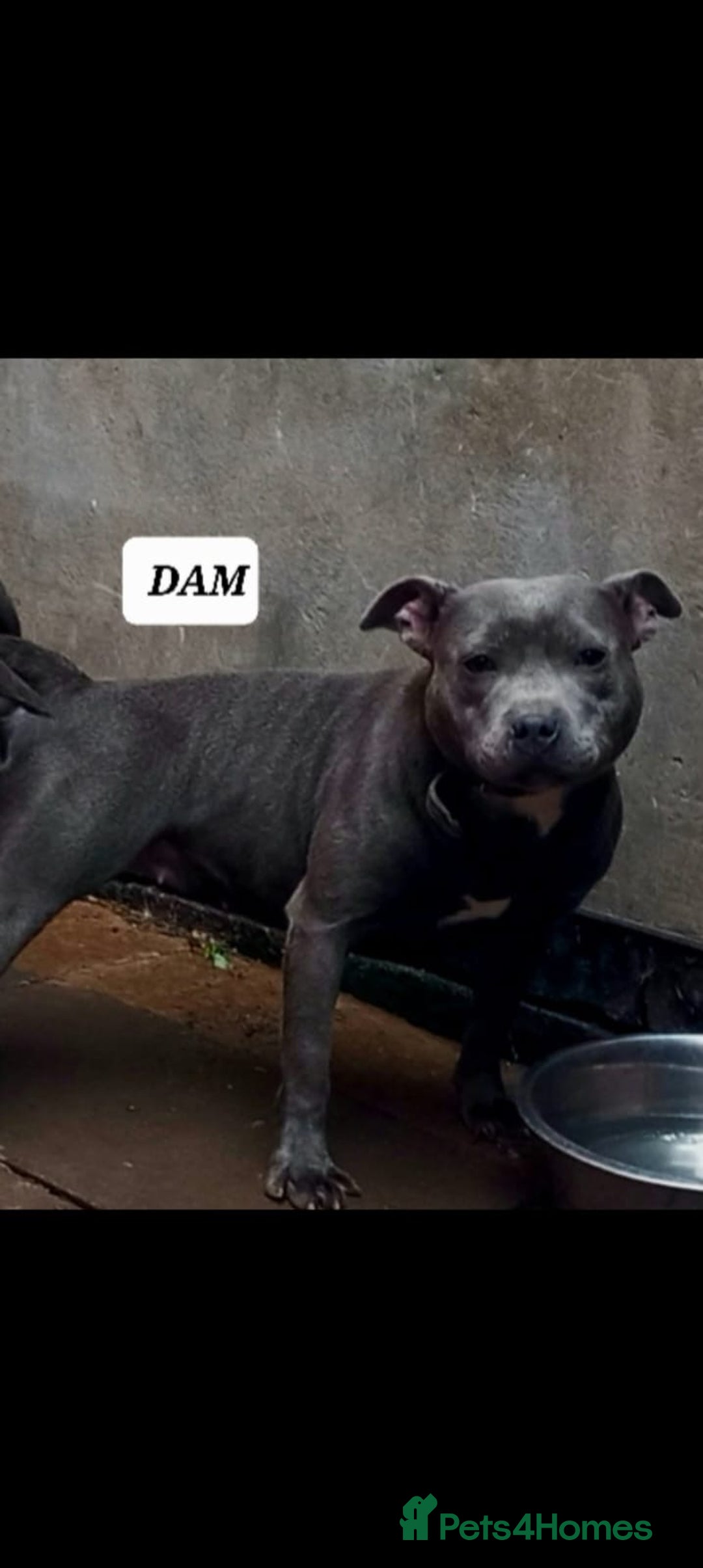 Staffordshire Bull Terrier dogs for sale: Stunning Staffordshire bull terrier puppy - Advert 15