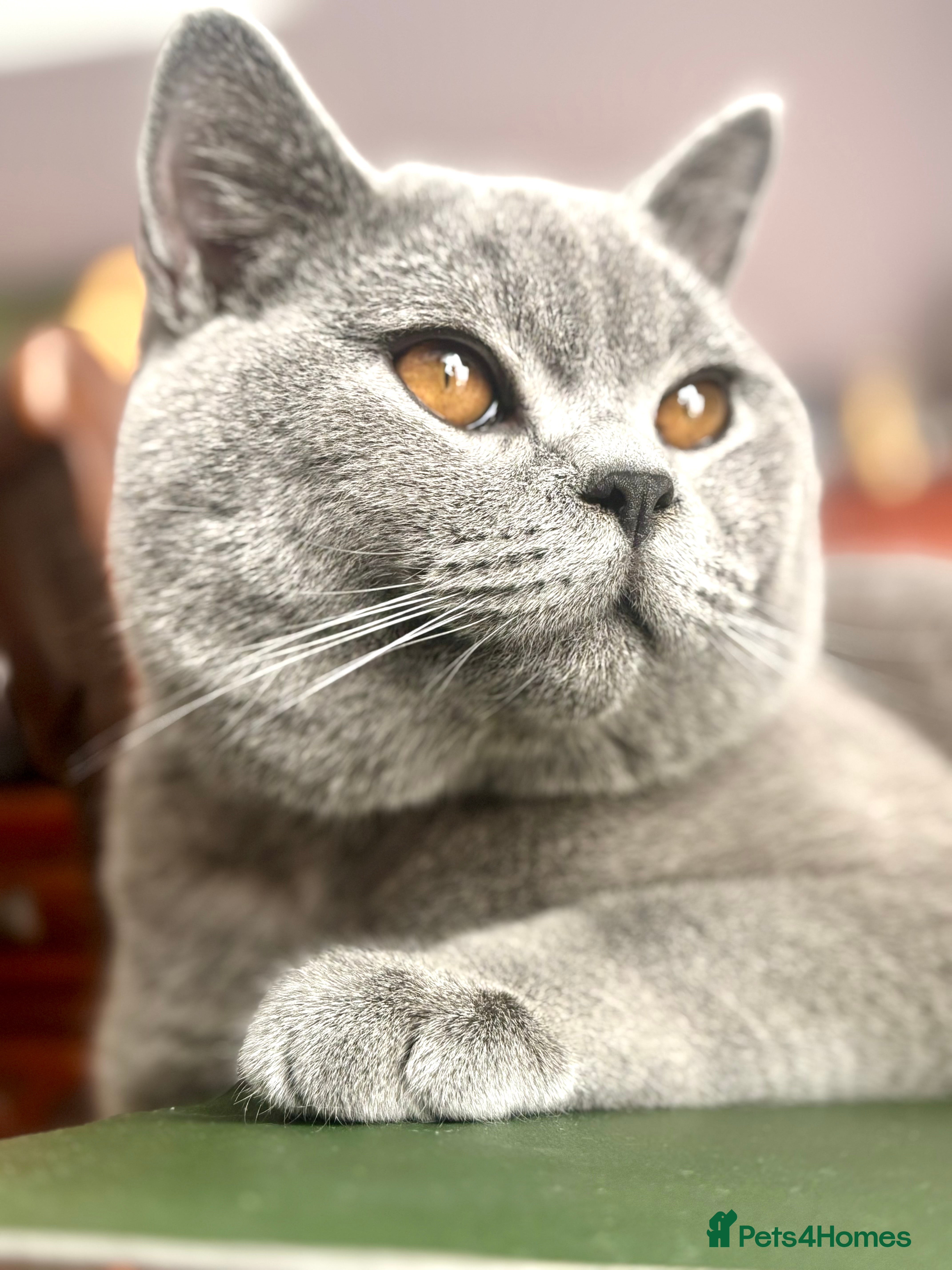 British Shorthair cats BritishShorthairBlue GCCF pedigree stud for mating - Advert 13