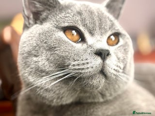 British Shorthair cats BritishShorthairBlue GCCF pedigree stud for mating - Advert 1