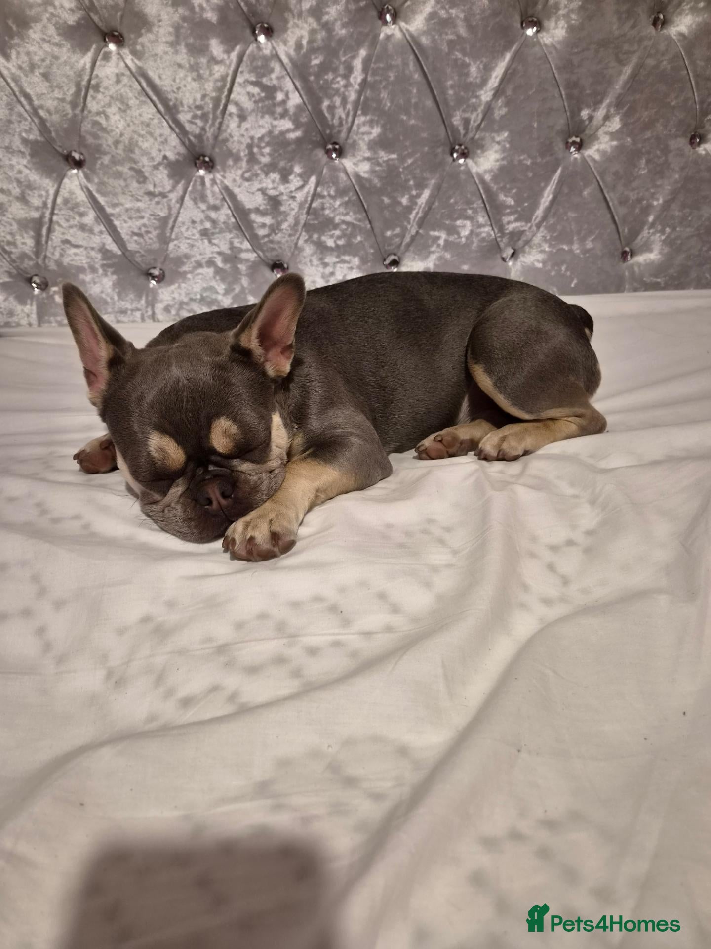 French Bulldog dogs Frenchie  - Advert 2