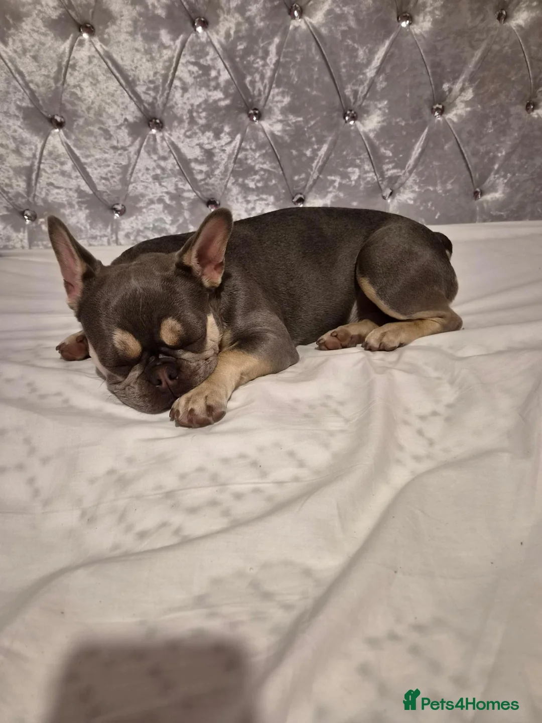 French Bulldog dogs for sale: Frenchie  - Advert 1