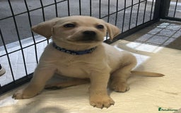 Labrador Retriever dogs for sale: Golden Labrador puppy’s  - Image 3
