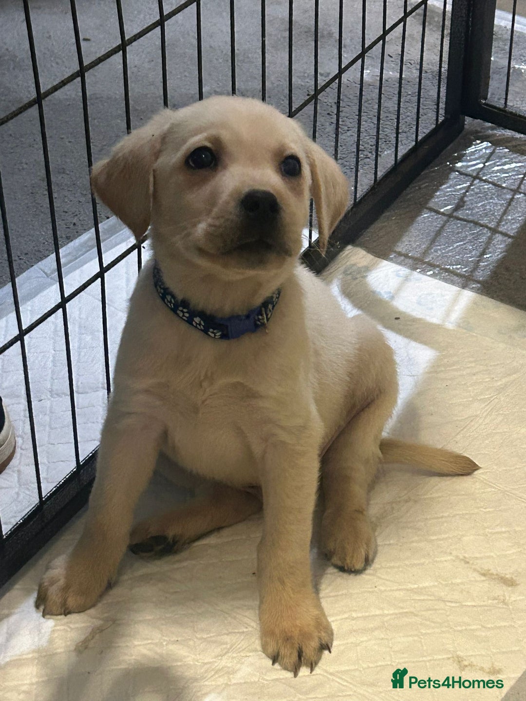 Labrador Retriever dogs for sale: Golden Labrador puppy’s  - Image 3