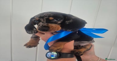 Miniature Dachshund dogs - Advert 8