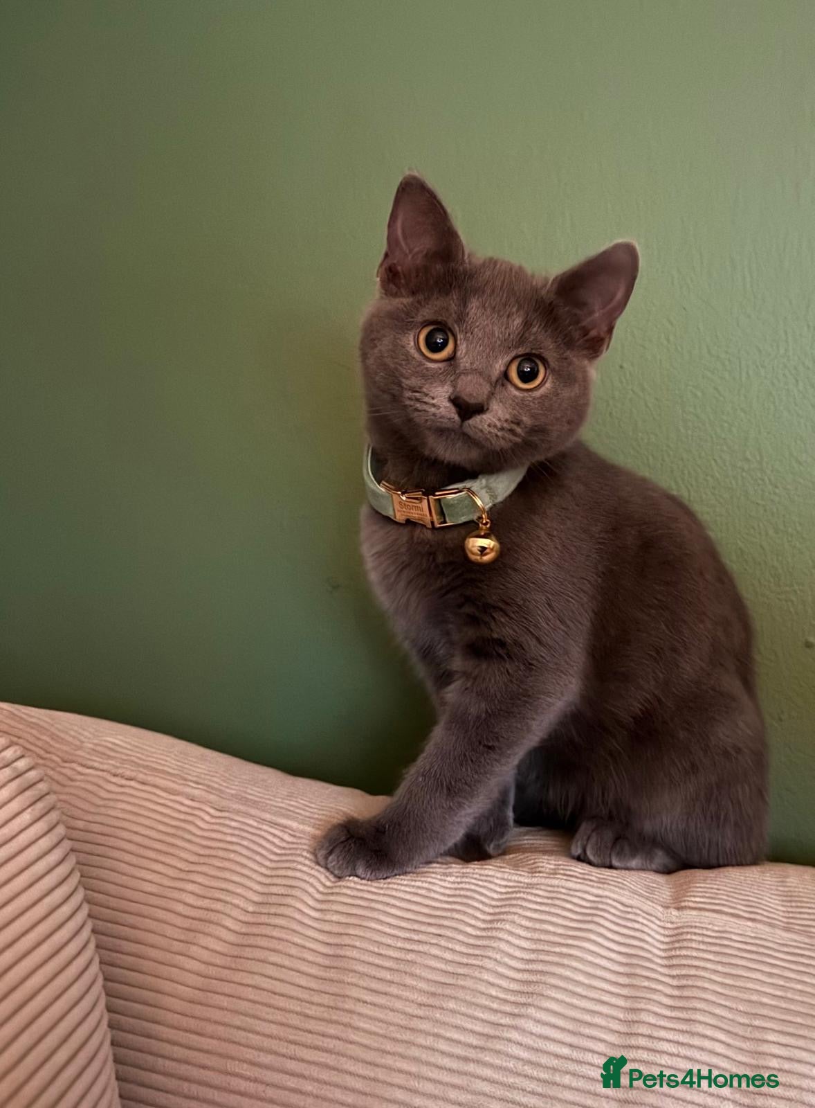 British Shorthair cats Blue British Shorthair Kitten   6 Months Old in London - Advert 3