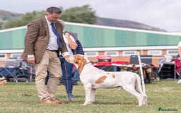 Bracco Italiano dogs for sale: Family raised Bracco Italiano puppies - Image 3
