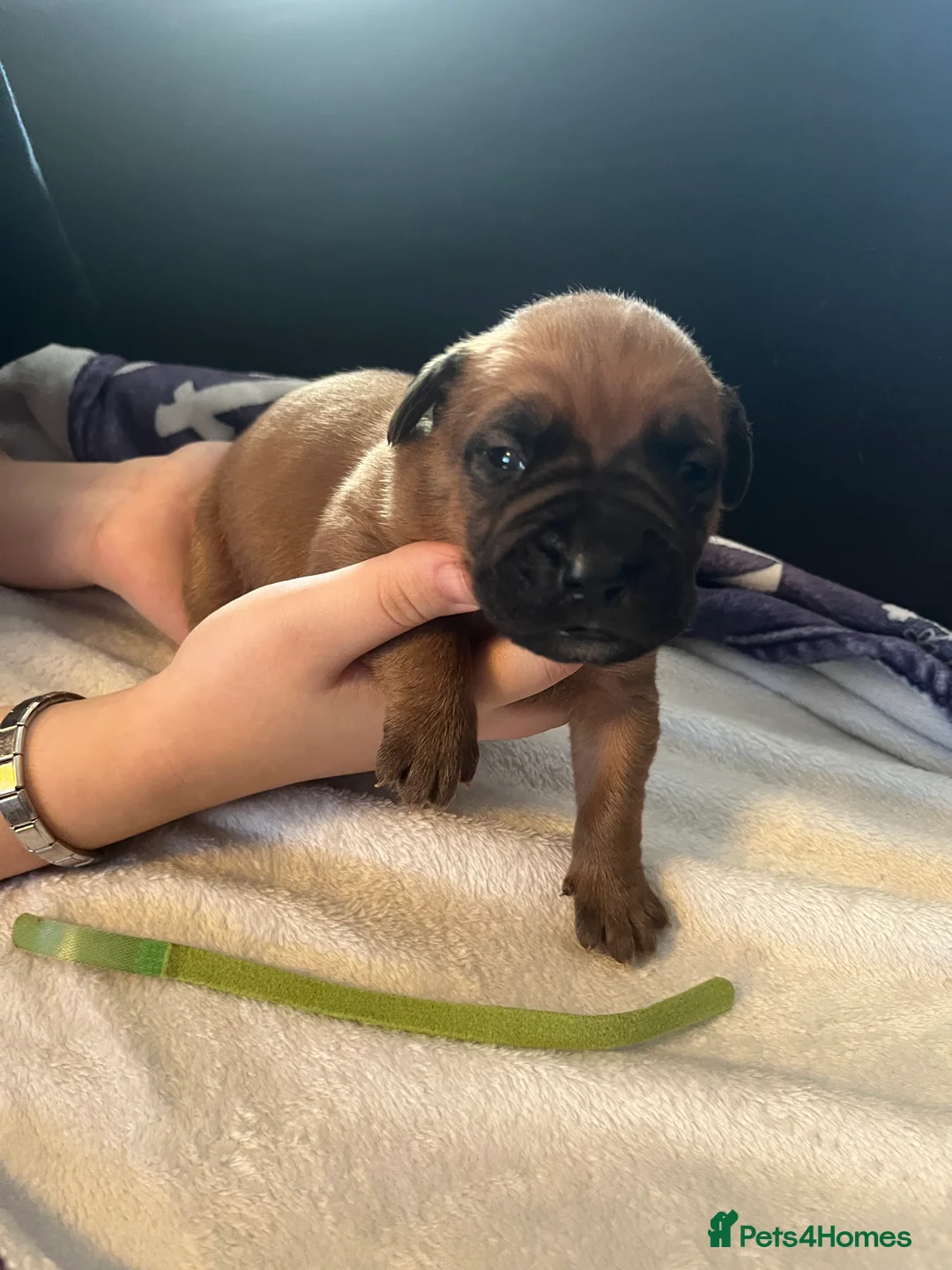 Dogue De Bordeaux dogs for sale: Dogue de Bordeaux puppies - Advert 11