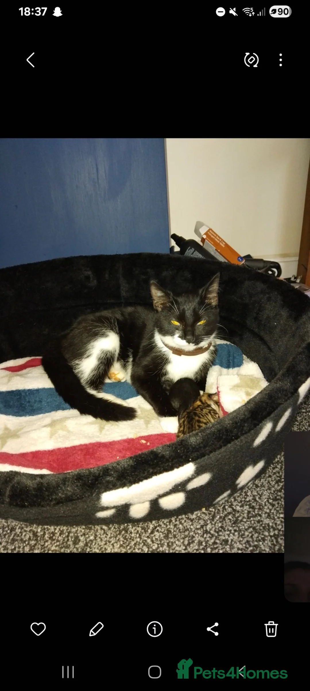 British Shorthair cats for sale: Beautiful girl for sale in Sheffield - Advert 2
