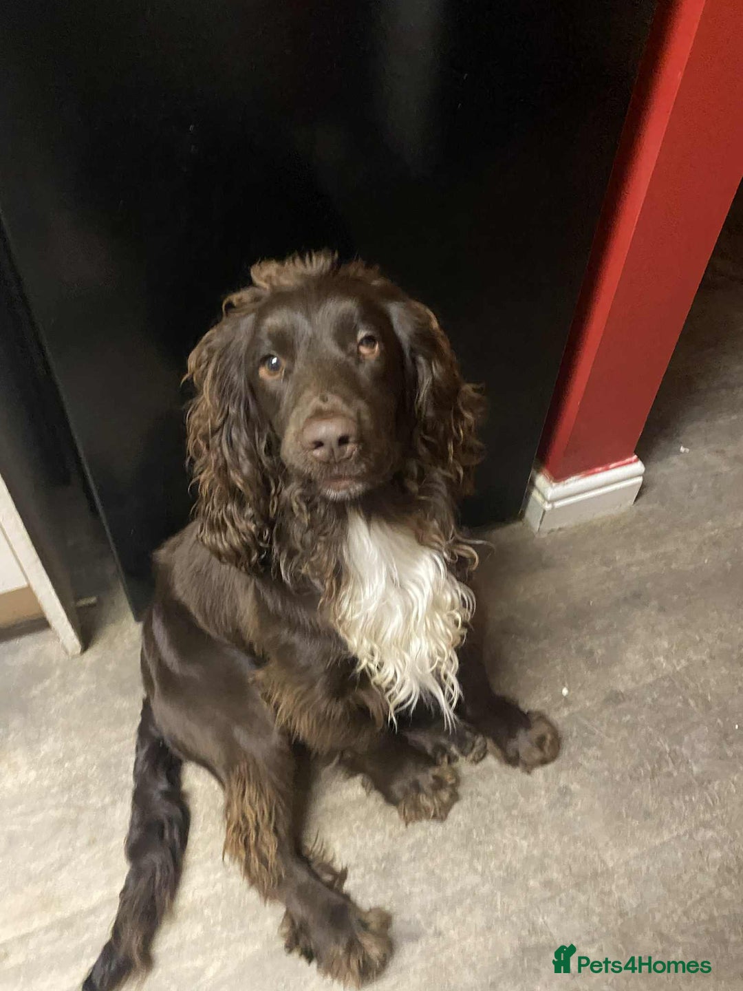 Mixed Breed dogs for sale: 2 Boykin spaniels - Advert 2