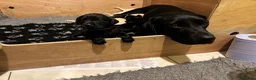 Labrador Retriever dogs for sale: KC Registered Labrador Puppies - Advert 9
