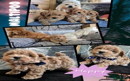 Maltipoo dogs for sale: Small Maltipoo boys ❤️❤️❤️ READY NOW 🫶 - Image 12
