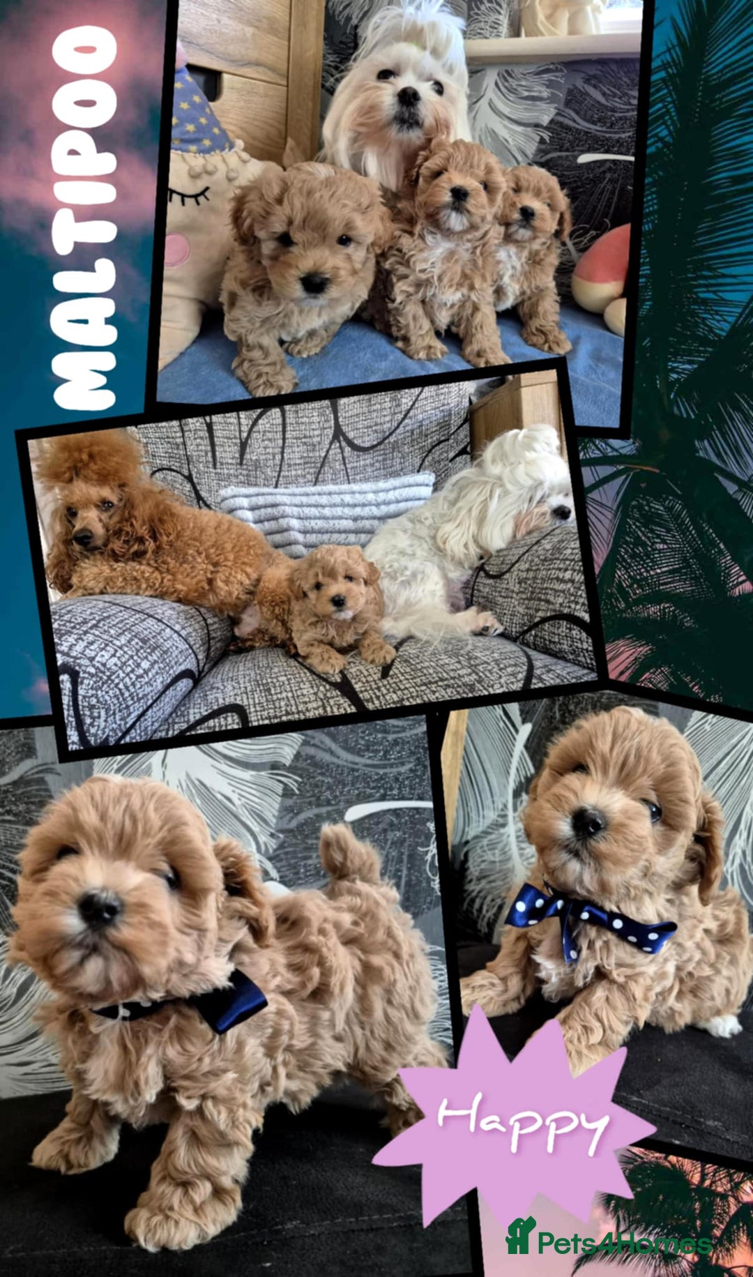 Maltipoo dogs for sale: Small Maltipoo boys ❤️❤️❤️ READY NOW 🫶 - Image 12