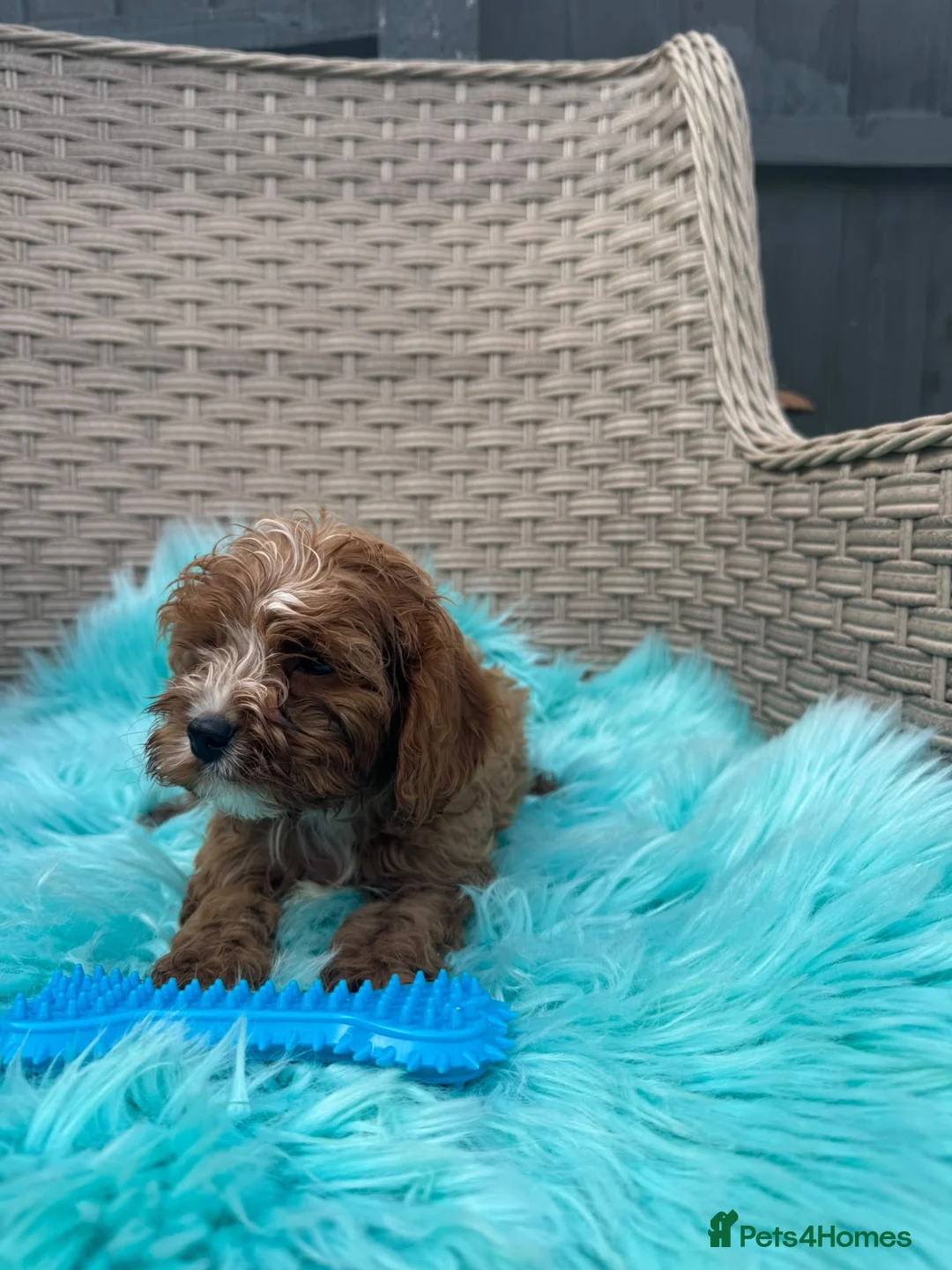 Cavapoo dogs for sale:  2 Beautiful Cavapoo Boys  - Advert 11