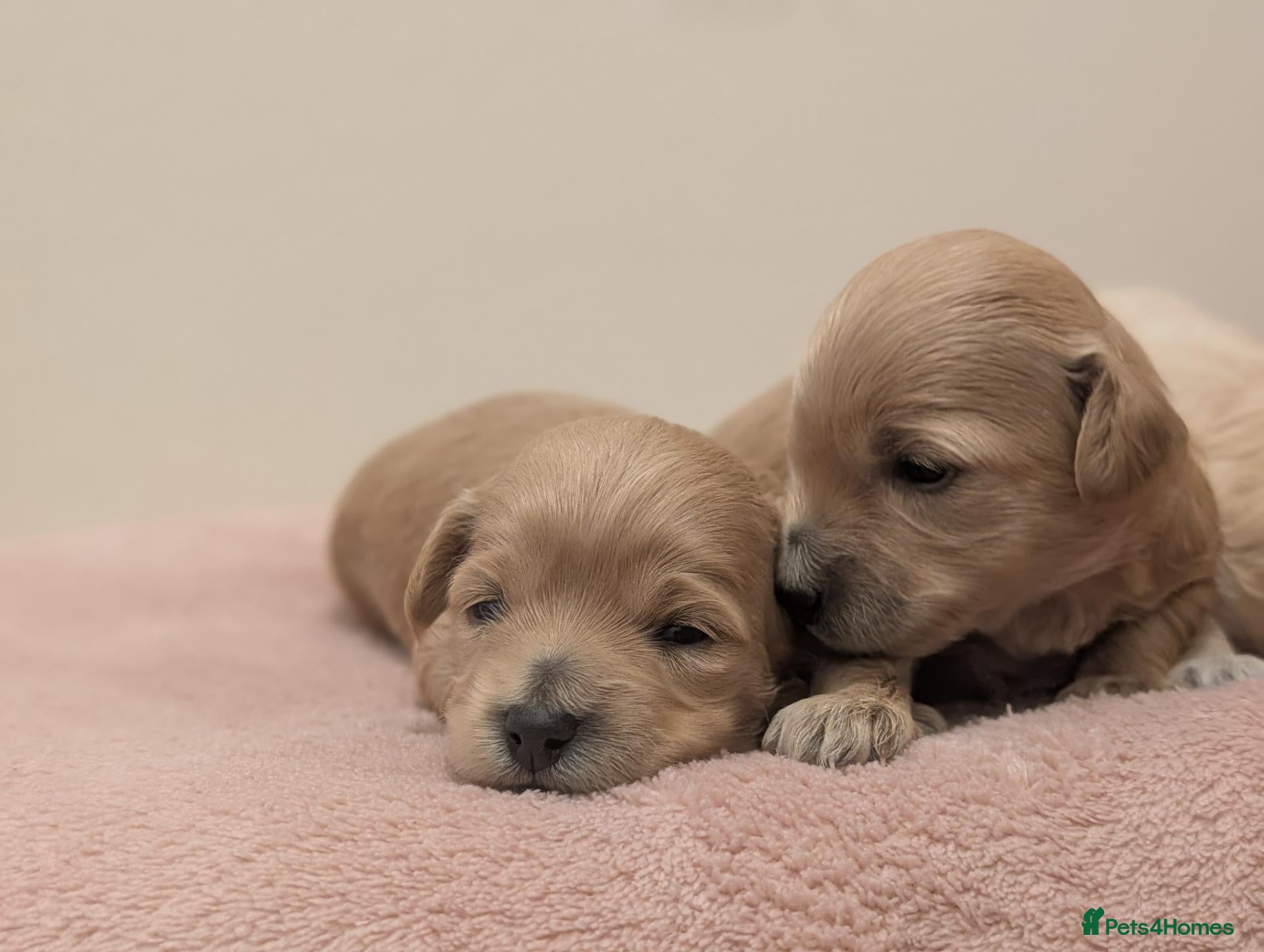 Maltipoo dogs F1 Apricot & Cream Maltipoo Puppies - Advert 6