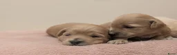 Maltipoo dogs for sale: F1 Apricot & Cream Maltipoo Puppies - Advert 3