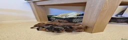 Miniature Dachshund dogs for sale: Miniature chocolate dapple black tan dachshund - Advert 18