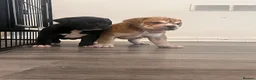 Alapaha Blue Blood Bulldog dogs for sale: Alapaha blue blood bulldog - Advert 20
