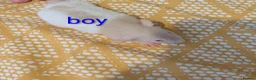 Rat rodents for sale: Baby Dumbo/rex rats, very sweet natured - Advert 3