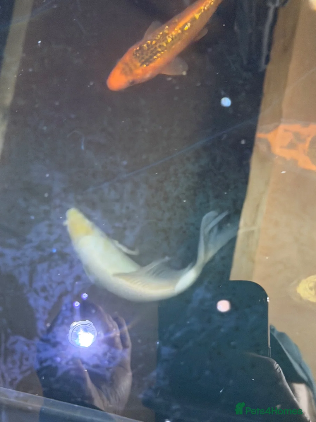 Koi Carp fish for sale: Butterfly koi in Wallingford - Advert 4