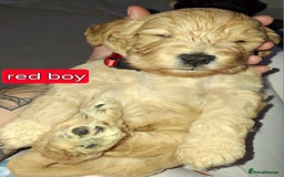 Cockapoo dogs for sale: F1 Cockerpoo puppies - Image 14