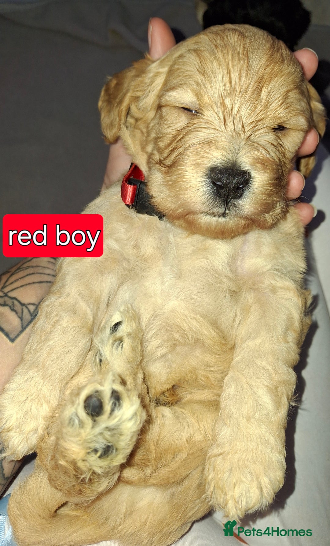 Cockapoo dogs for sale: F1 Cockerpoo puppies - Image 14