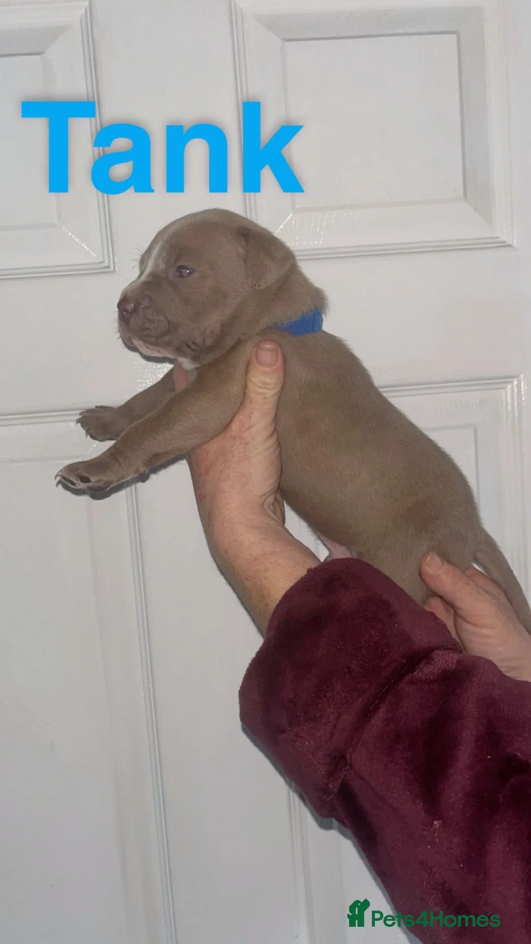 Mixed Breed dogs for sale: American bull staff x Alapaha blue blood bulldog  in Leeds - Advert 2
