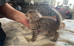 Mixed Breed cats for sale:  Fluffy Ginger Boy & Fluffy Tabby Girl Kitten - Image 16