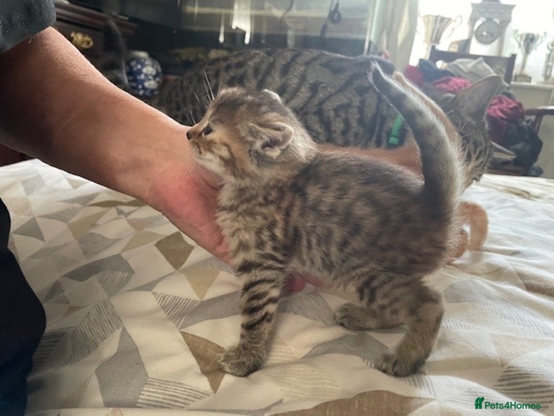 Mixed Breed cats for sale:  Fluffy Ginger Boy & Fluffy Tabby Girl Kitten - Image 16